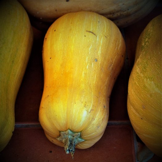 Cucurbita maxima